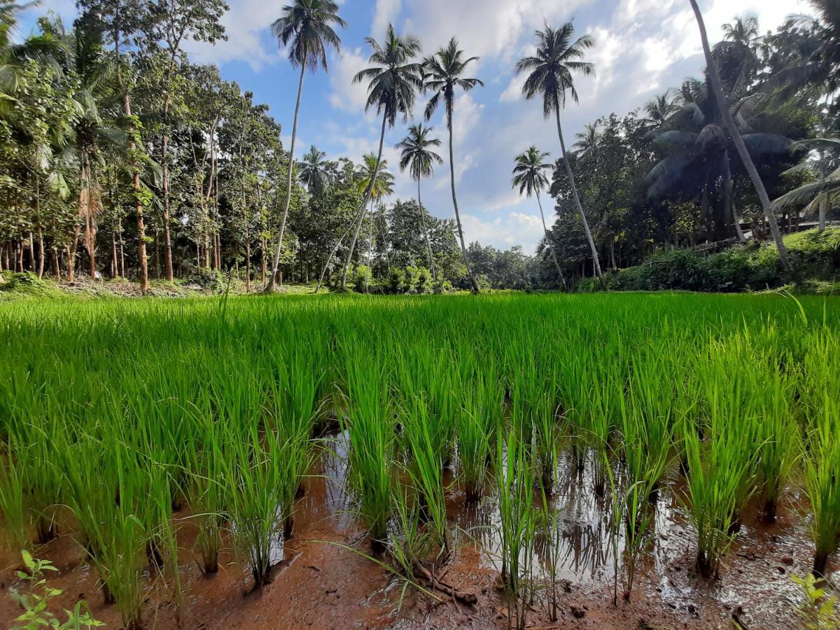 Nature'S Hideout Holiday Home Mirigama ภายนอก รูปภาพ